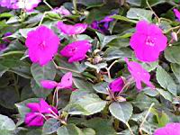 Impatiens Hybride - Stardust melange Twilight (fam Balsaminacees) (2) (Photo F. Mrugala)